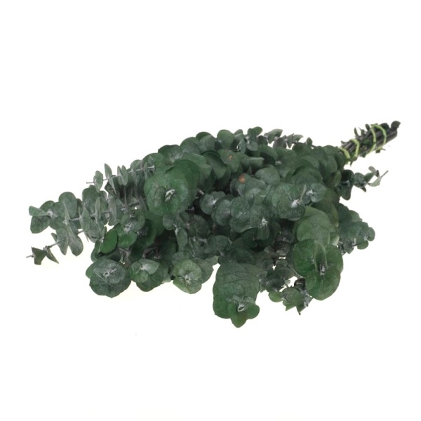 Stabilizované rastliny Eucalyptus baby preserved moss green zväzok